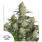 картинка Auto Critical Orange Punch от магазина Semki