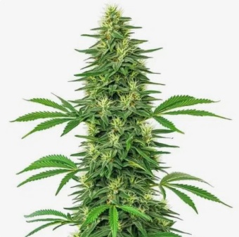 картинка Alien OG от магазина Semki