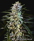 картинка Amur Gelato Auto от магазина Semki