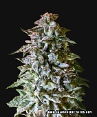 картинка Siberian Gorilla Auto от магазина Semki
