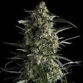 картинка Galaxy от магазина Semki
