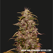 картинка Big Altai Sativa Express от магазина Semki