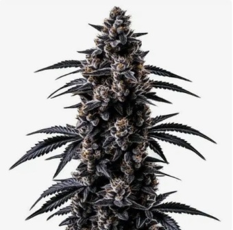 картинка Black Sugar от магазина Semki
