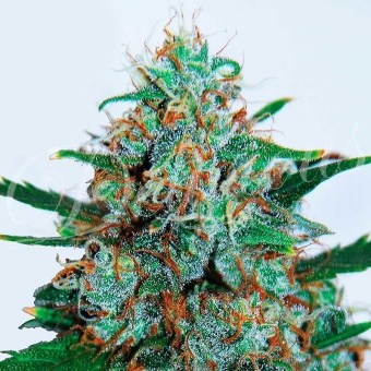 картинка Critical Neville Haze Auto от магазина Semki