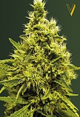 картинка White Widow от магазина Semki