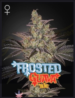 картинка Frosted Guava Auto от магазина Semki