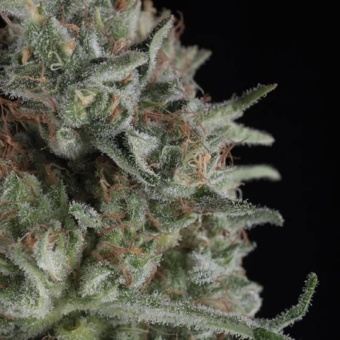 картинка Critical Plus от магазина Semki