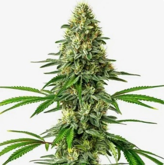 картинка Santa Muerte от магазина Semki