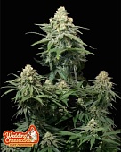 картинка Wedding Cheesecake Auto от магазина Semki